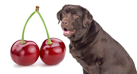 Can Dogs Eat Cherries? Everything You Need To Know ...